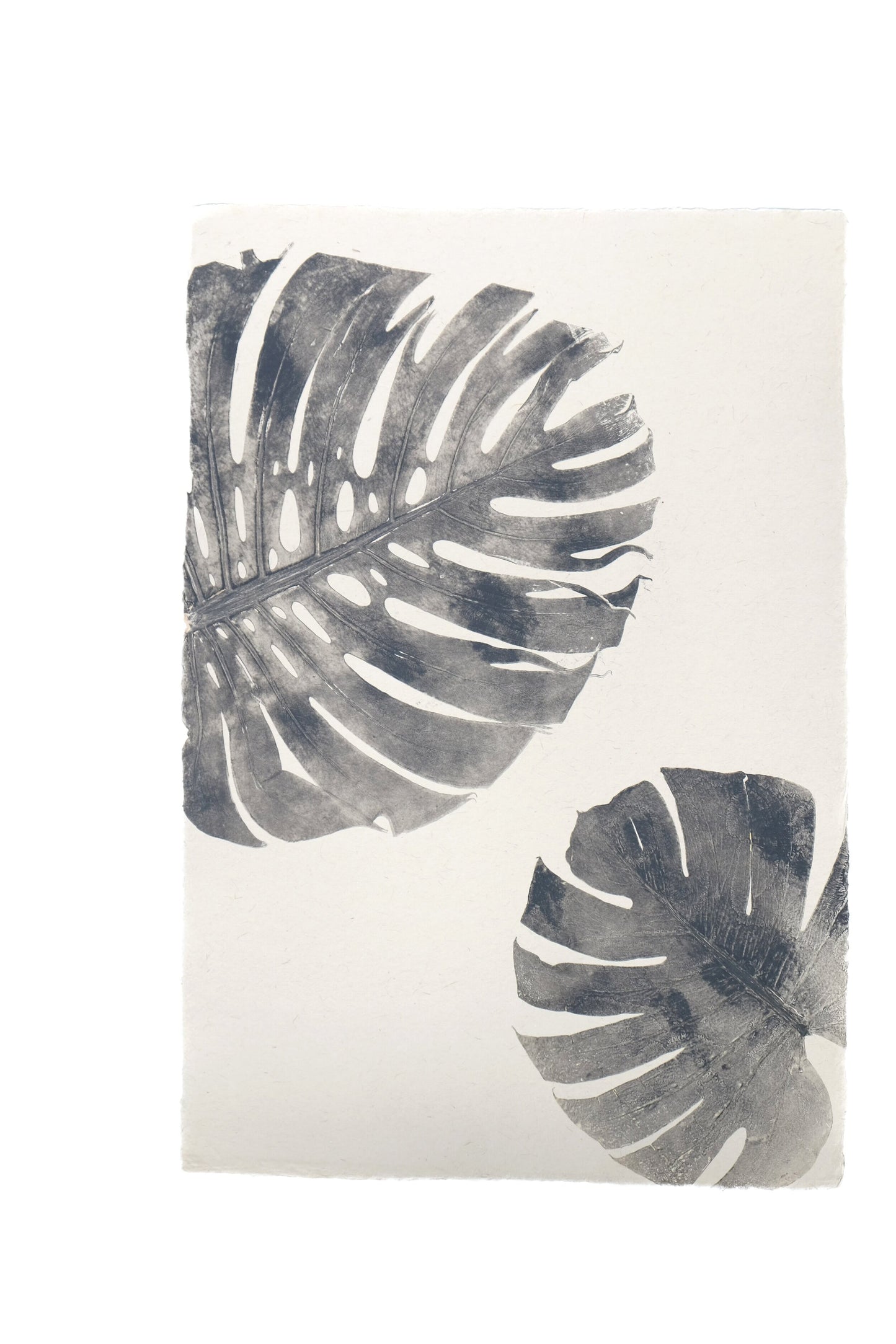 Monstera Print